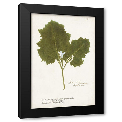 Nature Printed Ferns XI Black Modern Wood Framed Art Print with Double Matting by Unknown