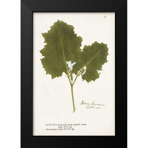 Nature Printed Ferns XI Black Modern Wood Framed Art Print by Unknown