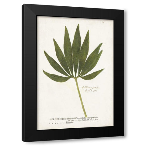 Nature Printed Ferns XII Black Modern Wood Framed Art Print by Unknown