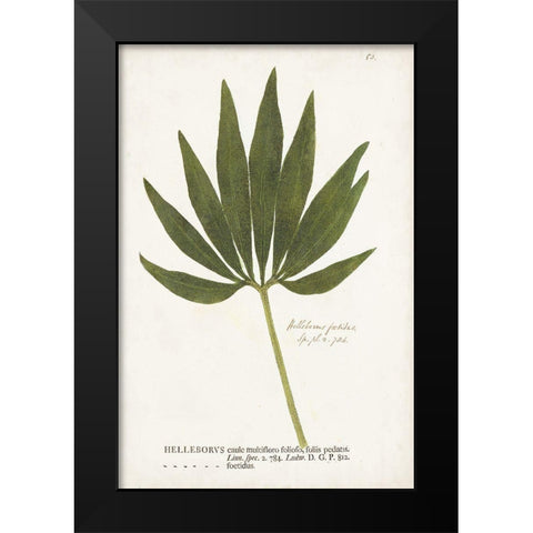Nature Printed Ferns XII Black Modern Wood Framed Art Print by Unknown