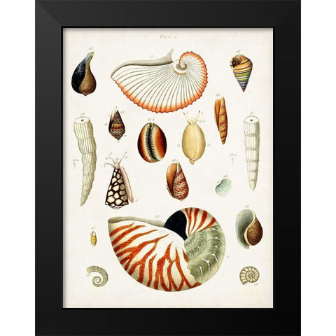Antique Shell Collection I Black Modern Wood Framed Art Print by Unknown