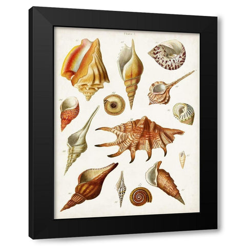 Antique Shell Collection II Black Modern Wood Framed Art Print by Unknown