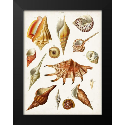 Antique Shell Collection II Black Modern Wood Framed Art Print by Unknown