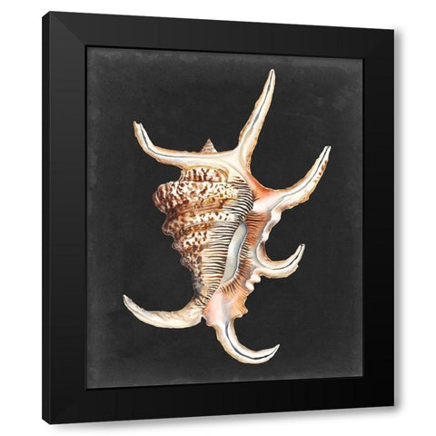 Graphic Spider Conch Black Modern Wood Framed Art Print by Willett, Michael
