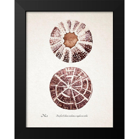 Sienna Shell Collector II Black Modern Wood Framed Art Print by Warren, Annie