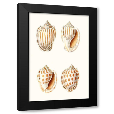 Lamarck Shells I Black Modern Wood Framed Art Print by Lamarck