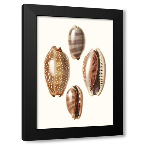 Lamarck Shells II Black Modern Wood Framed Art Print with Double Matting by Lamarck