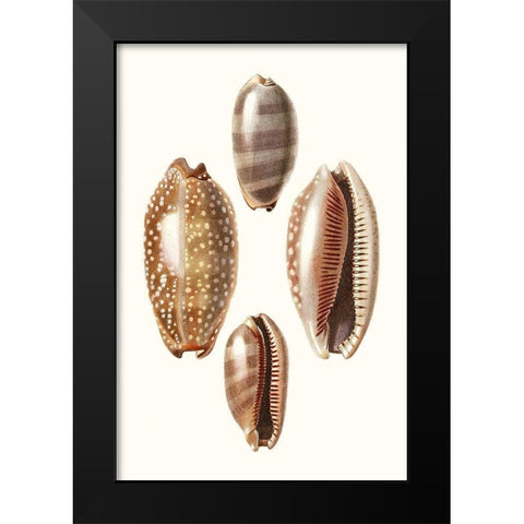 Lamarck Shells II Black Modern Wood Framed Art Print by Lamarck