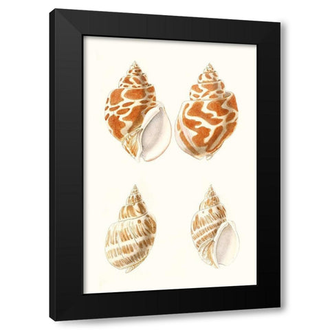 Lamarck Shells IV Black Modern Wood Framed Art Print by Lamarck
