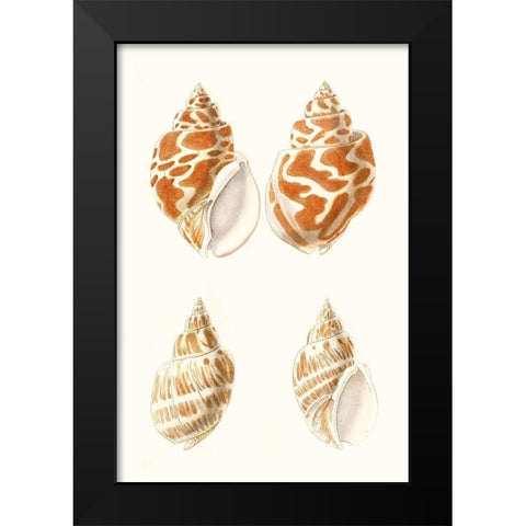 Lamarck Shells IV Black Modern Wood Framed Art Print by Lamarck