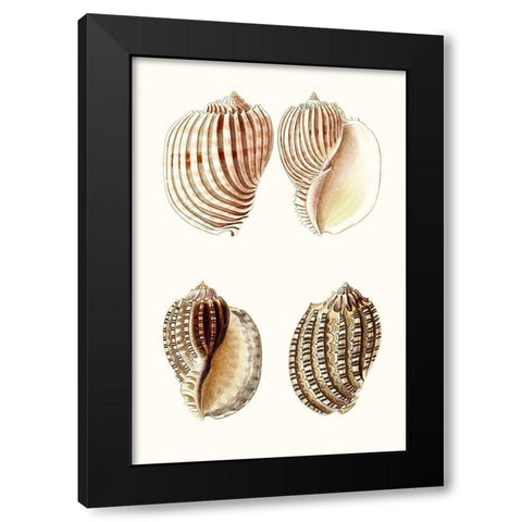 Lamarck Shells V Black Modern Wood Framed Art Print with Double Matting by Lamarck