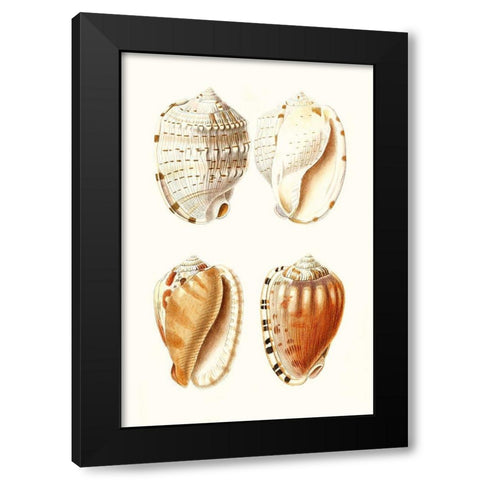 Lamarck Shells VII Black Modern Wood Framed Art Print with Double Matting by Lamarck