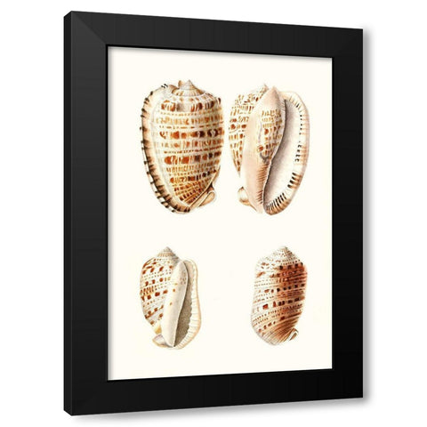 Lamarck Shells VIII Black Modern Wood Framed Art Print with Double Matting by Lamarck