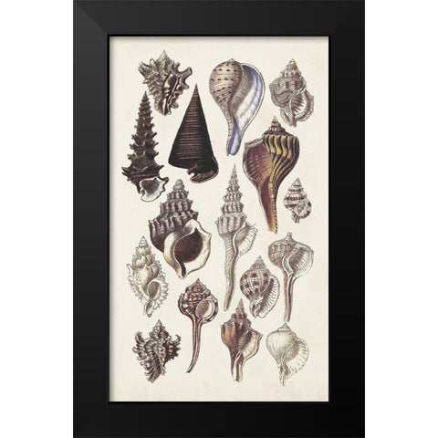 Seashell Array I Black Modern Wood Framed Art Print by Sowerby, G.B.