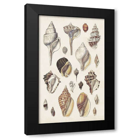 Seashell Array II Black Modern Wood Framed Art Print by Sowerby, G.B.
