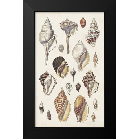 Seashell Array II Black Modern Wood Framed Art Print by Sowerby, G.B.