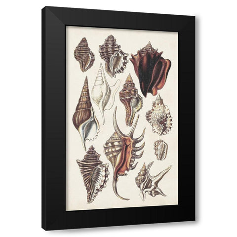 Seashell Array III Black Modern Wood Framed Art Print with Double Matting by Sowerby, G.B.
