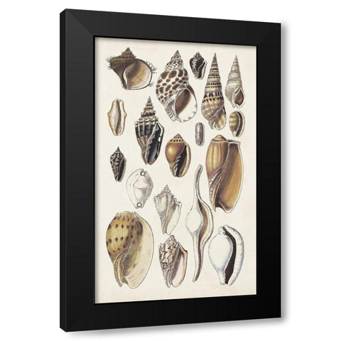 Seashell Array IV Black Modern Wood Framed Art Print by Sowerby, G.B.