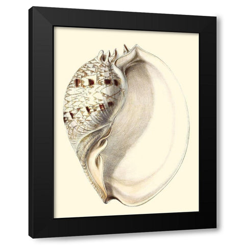 Splendid Shells I Black Modern Wood Framed Art Print by Vision Studio