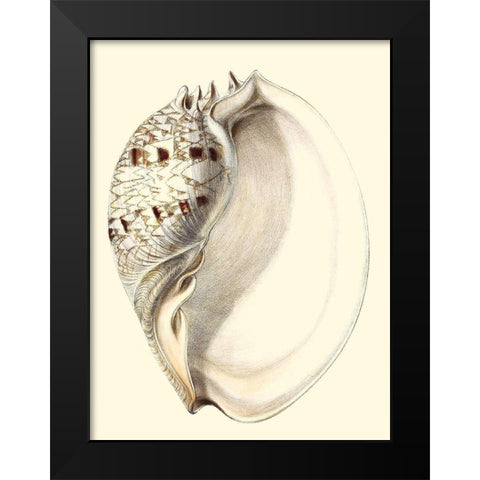 Splendid Shells I Black Modern Wood Framed Art Print by Vision Studio