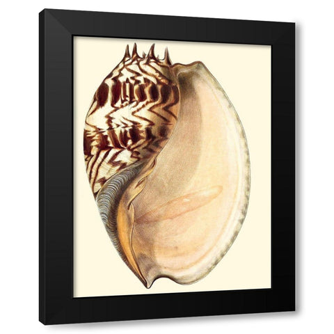 Splendid Shells II Black Modern Wood Framed Art Print with Double Matting by Vision Studio