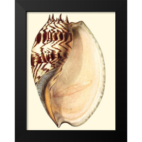 Splendid Shells II Black Modern Wood Framed Art Print by Vision Studio