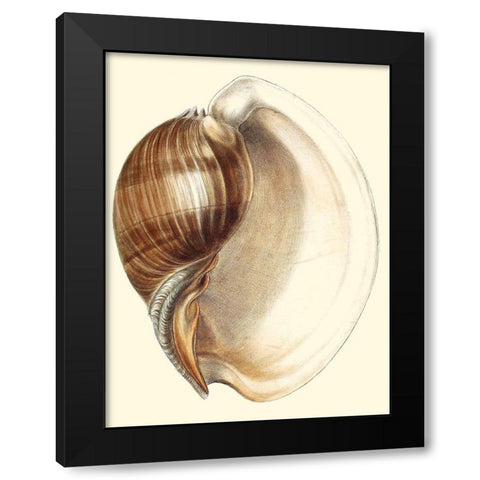 Splendid Shells III Black Modern Wood Framed Art Print with Double Matting by Vision Studio