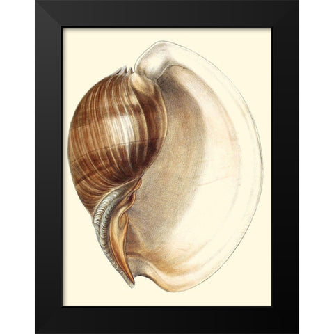 Splendid Shells III Black Modern Wood Framed Art Print by Vision Studio