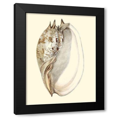 Splendid Shells IV Black Modern Wood Framed Art Print with Double Matting by Vision Studio