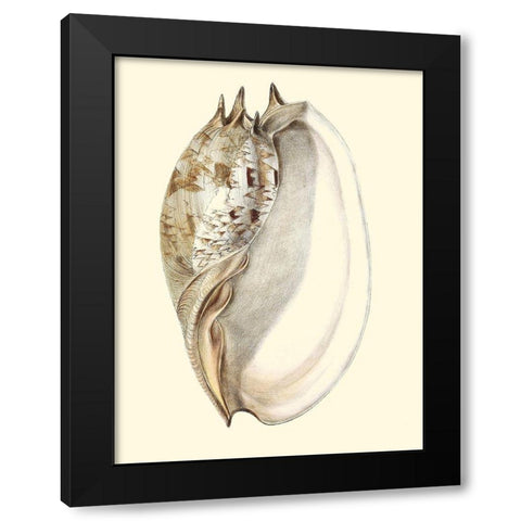 Splendid Shells IV Black Modern Wood Framed Art Print by Vision Studio