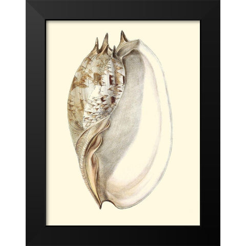 Splendid Shells IV Black Modern Wood Framed Art Print by Vision Studio