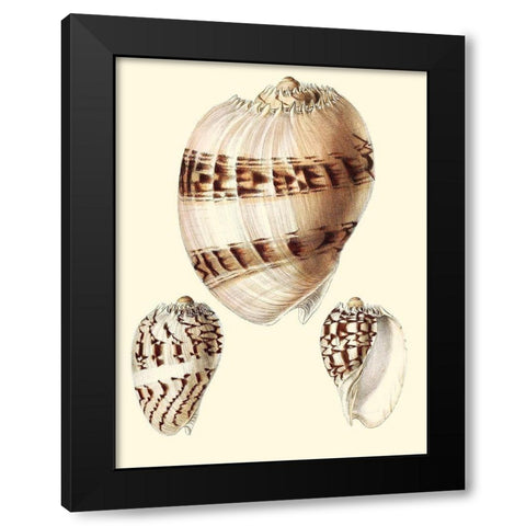 Splendid Shells V Black Modern Wood Framed Art Print with Double Matting by Vision Studio