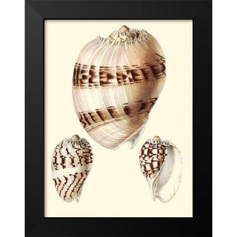 Splendid Shells V Black Modern Wood Framed Art Print by Vision Studio