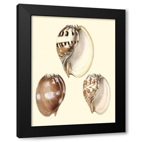Splendid Shells VI Black Modern Wood Framed Art Print by Vision Studio