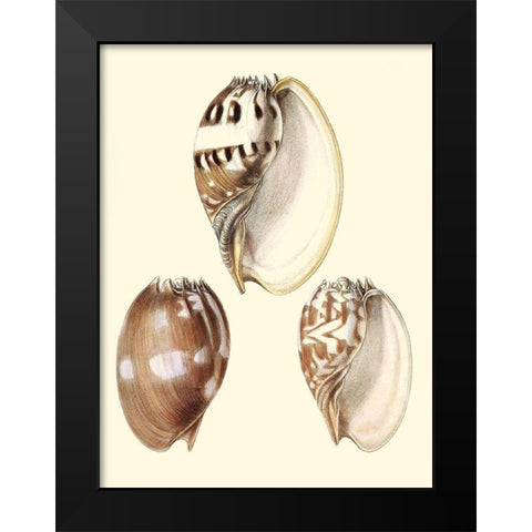 Splendid Shells VI Black Modern Wood Framed Art Print by Vision Studio