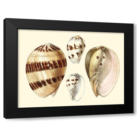 Splendid Shells VII Black Modern Wood Framed Art Print with Double Matting by Vision Studio