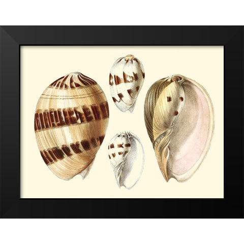 Splendid Shells VII Black Modern Wood Framed Art Print by Vision Studio