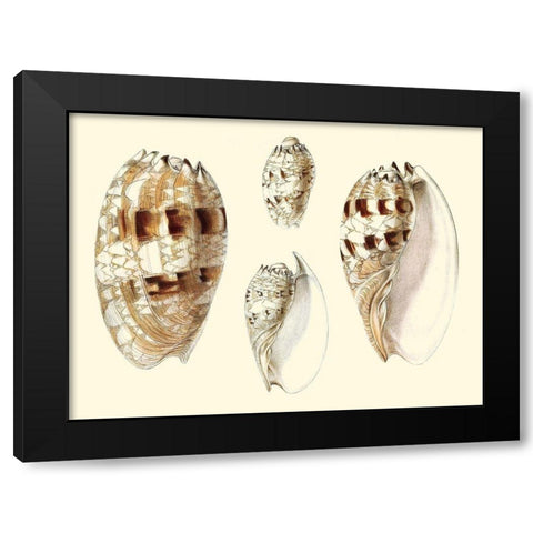 Splendid Shells VIII Black Modern Wood Framed Art Print with Double Matting by Vision Studio