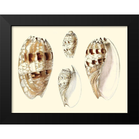 Splendid Shells VIII Black Modern Wood Framed Art Print by Vision Studio