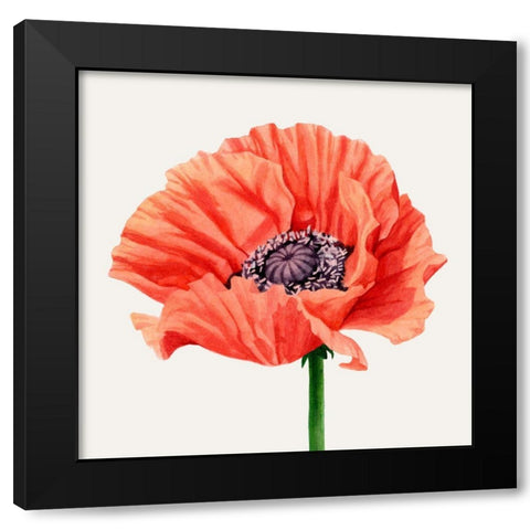 Magnified Poppy I Black Modern Wood Framed Art Print by Popp, Grace