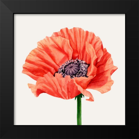Magnified Poppy I Black Modern Wood Framed Art Print by Popp, Grace