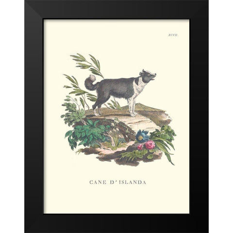 French Dogs II Black Modern Wood Framed Art Print by Unknown