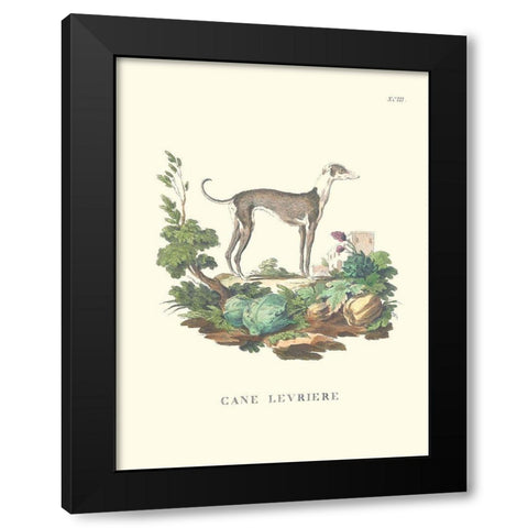French Dogs III Black Modern Wood Framed Art Print by Unknown