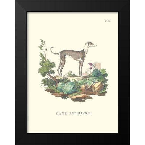 French Dogs III Black Modern Wood Framed Art Print by Unknown