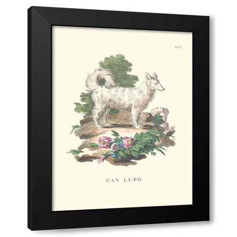 French Dogs VII Black Modern Wood Framed Art Print with Double Matting by Unknown