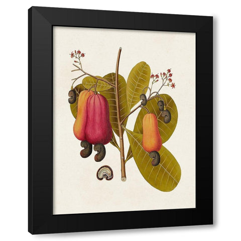 Exotic Botanicals I Black Modern Wood Framed Art Print with Double Matting by Unknown
