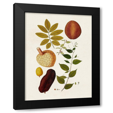 Exotic Botanicals III Black Modern Wood Framed Art Print with Double Matting by Unknown