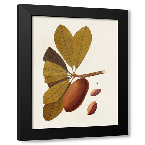 Exotic Botanicals IV Black Modern Wood Framed Art Print with Double Matting by Unknown
