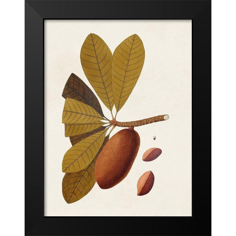 Exotic Botanicals IV Black Modern Wood Framed Art Print by Unknown