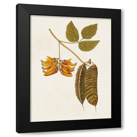 Exotic Botanicals VI Black Modern Wood Framed Art Print with Double Matting by Unknown